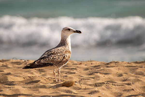 Cría de gaviota